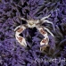 crab_porcelain_lu_mb_h_0183_png3075.jpg